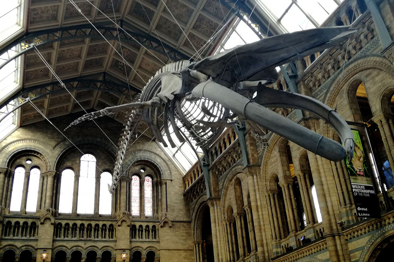 Londra - Natural history museum
