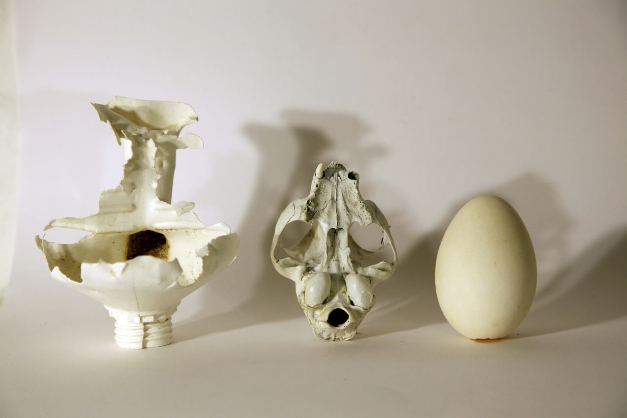 Skeletons - Foto di Silvia Lelli