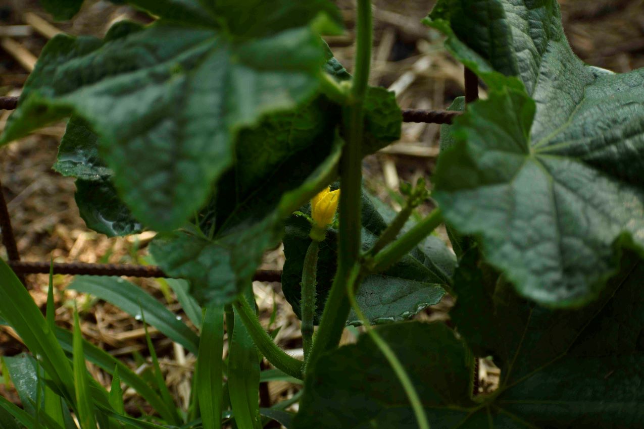 cetrioli - vita in campagna