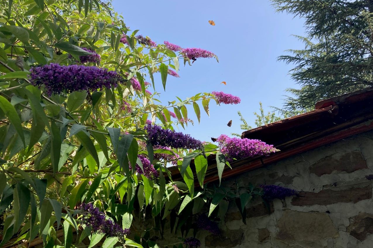 buddleya-vita in campagna