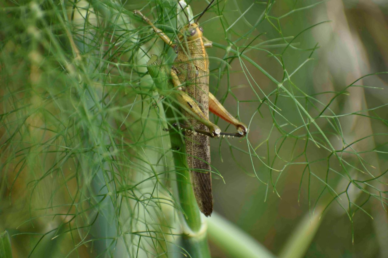 cavalletta-vita in campagna