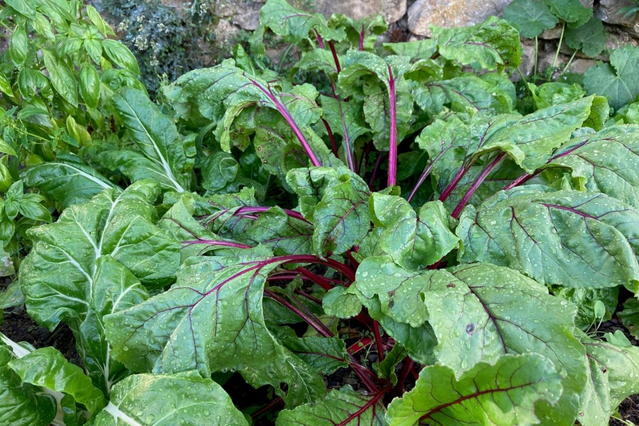 Autunno-Vita in campagna- Barbabietole rosse