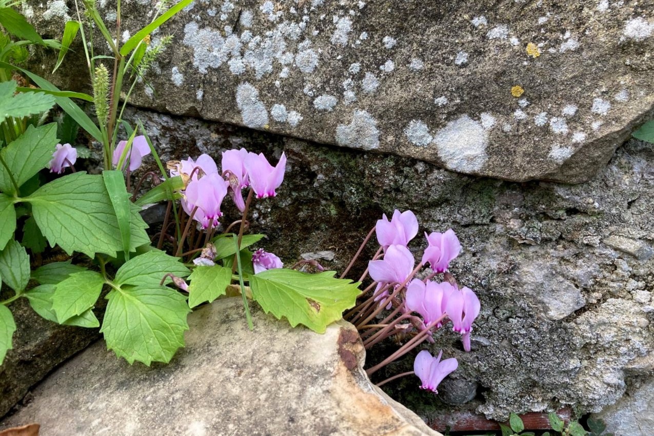 Autunno-Vita-in-campagna-ciclamini selvatici