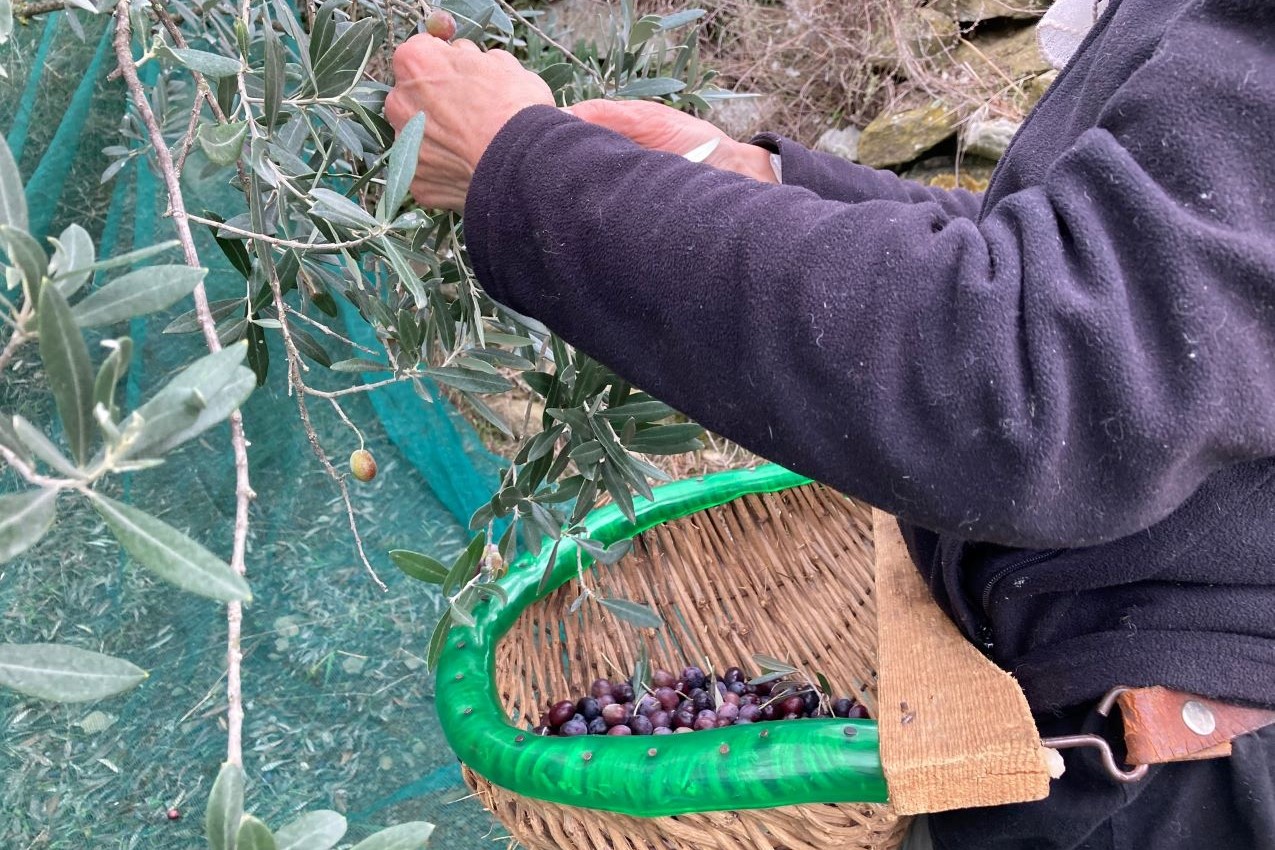 Vita in campagna, cesta per la raccolta delle olive - Foto di Serena Betti