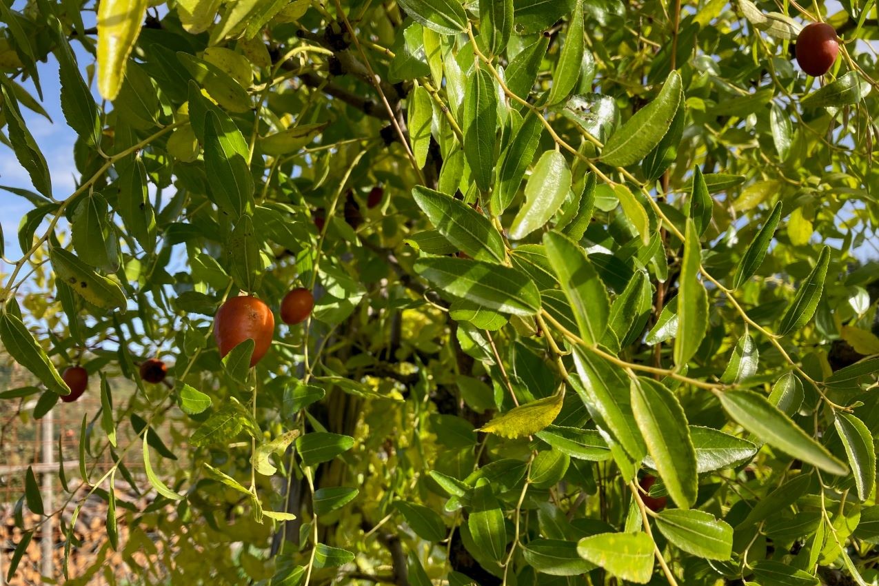 Vita in campagna, giuggiolo - Foto di Serena Betti