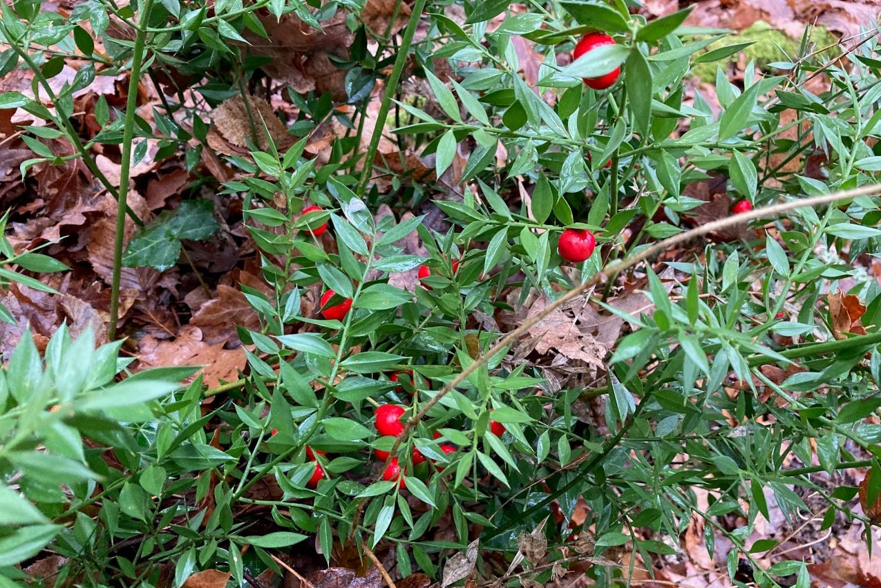 dicembre-agrifoglio-vita-in-campagna