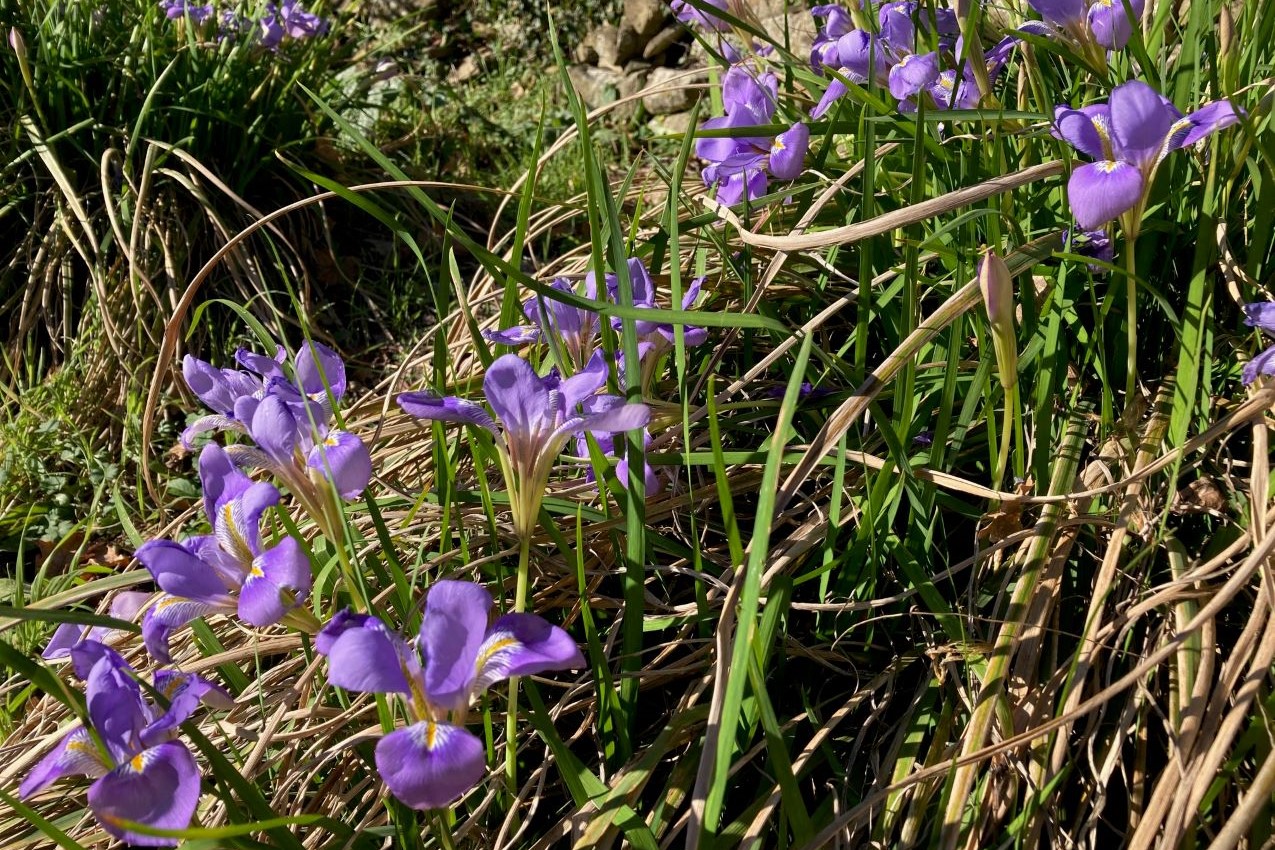 febbraio - iris - vita in campagna