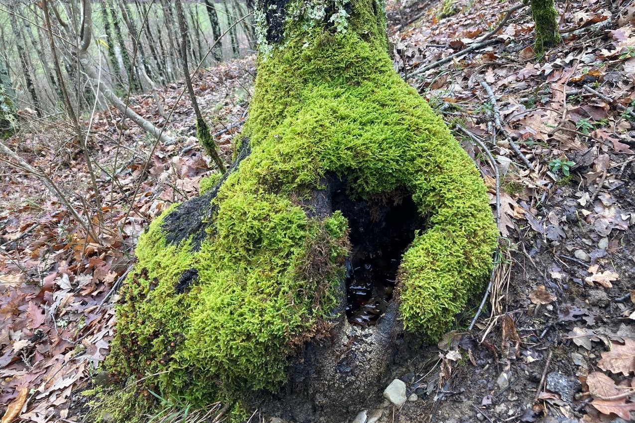 Vita in campagna - Nel bosco - Serena Betti