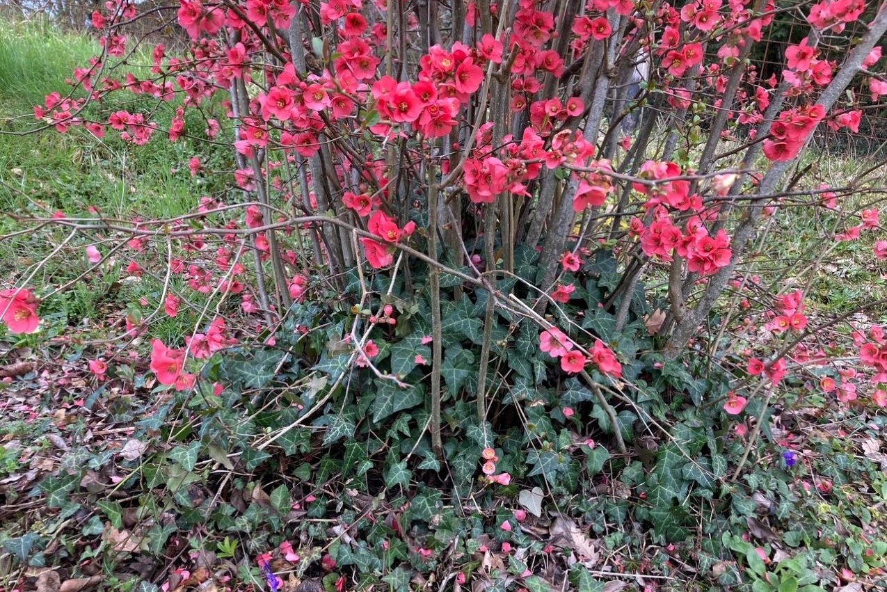 Primavera - Edera avvinta al pruno - Foto di Serena Betti