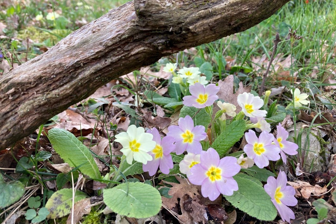 Primavera, primulette spontanee - Foto di Serena Betti