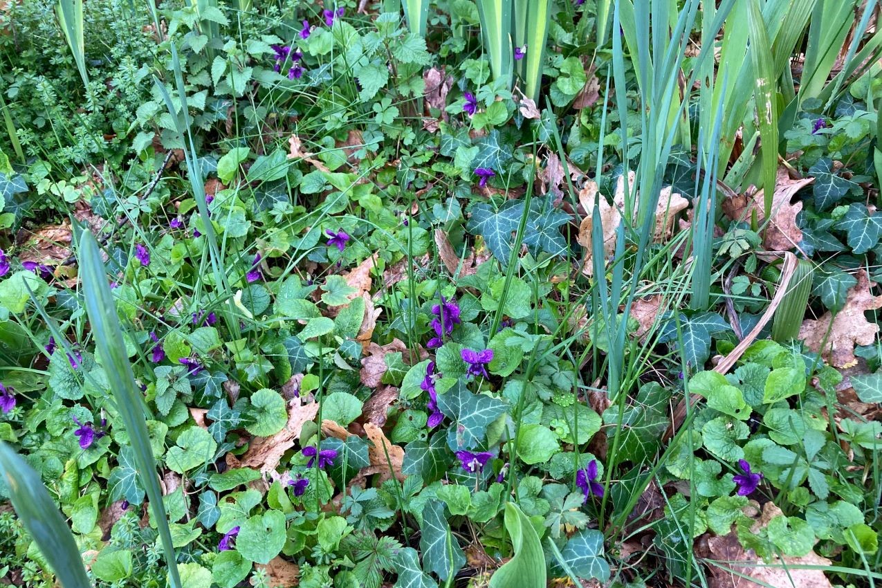 Primavera, violette - Foto di Serena Betti