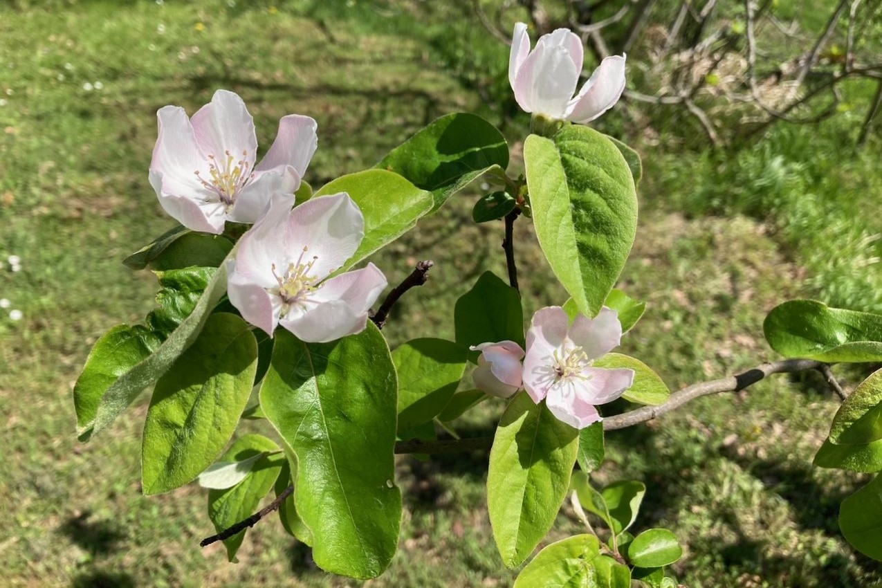 Vita in campagna - Melo cotogno - Foto di Serena Betti