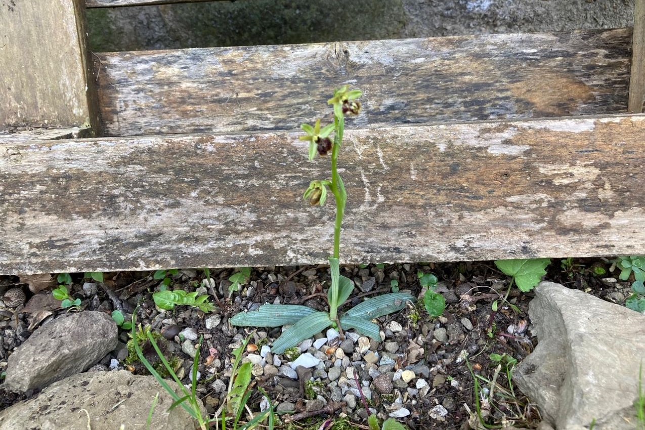 Vita in campagna - Ophrys sphegodes - Foto di Serena Betti