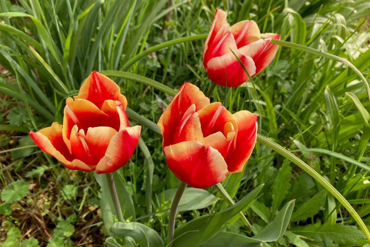 Vita in campagna - Tulipani - Foto di Serena Betti